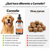 Fórmula veterinaria natural para eliminar hongos en perros