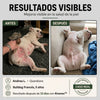 Fórmula veterinaria natural para eliminar hongos en perros